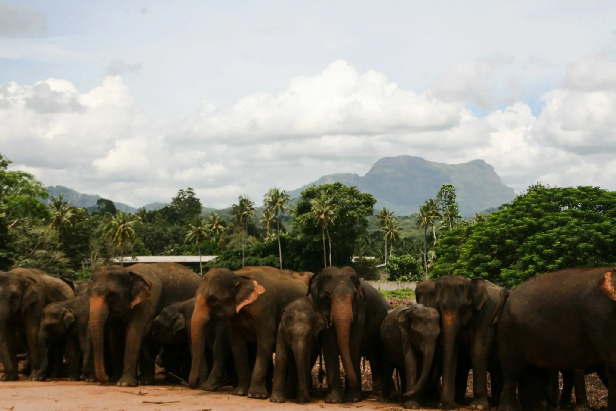Pinnawala Elephant Orphanage