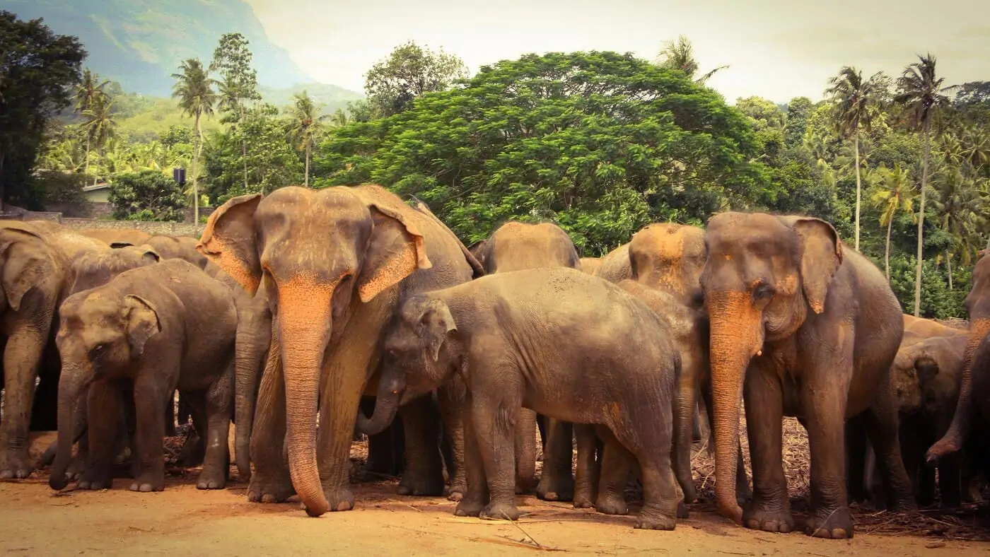 Pinnawala-Elephant-Orphanage