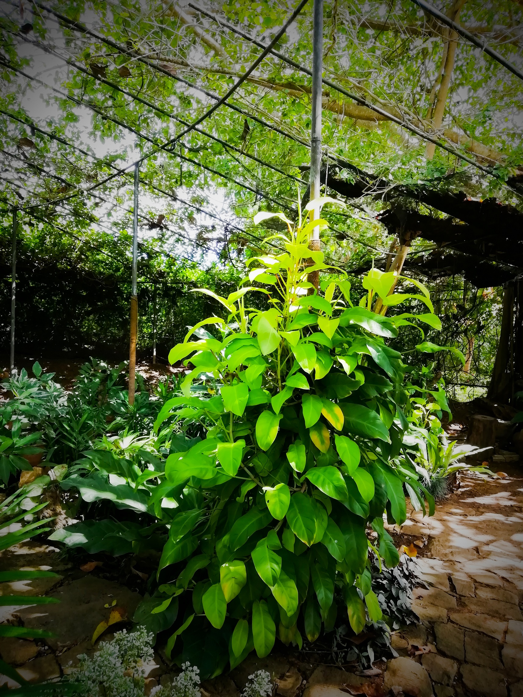 Dry Zone Botanic Gardens Mirijjawila 1