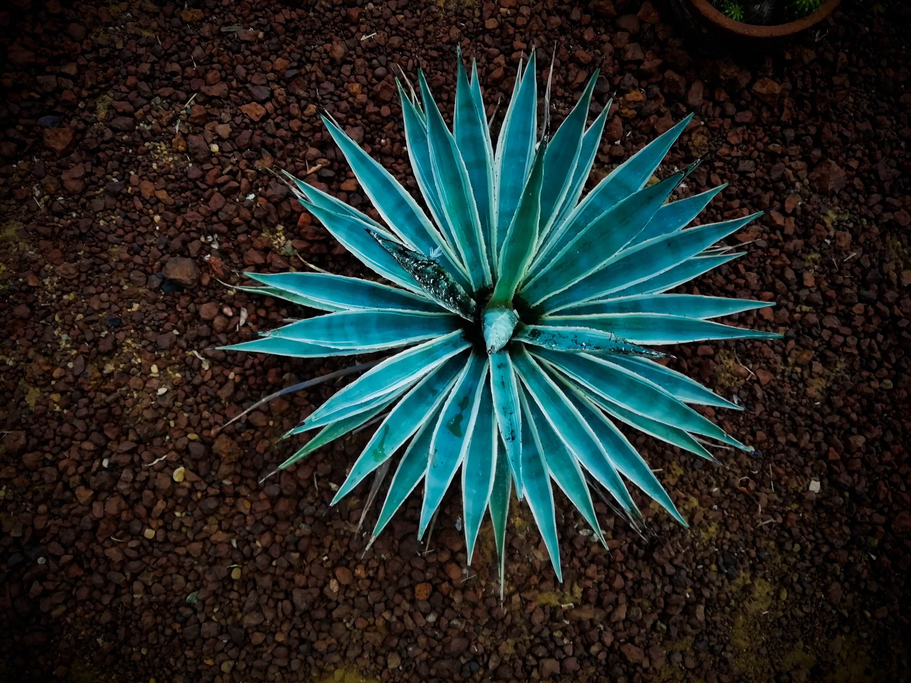 Dry Zone Botanic Gardens Mirijjawila 10