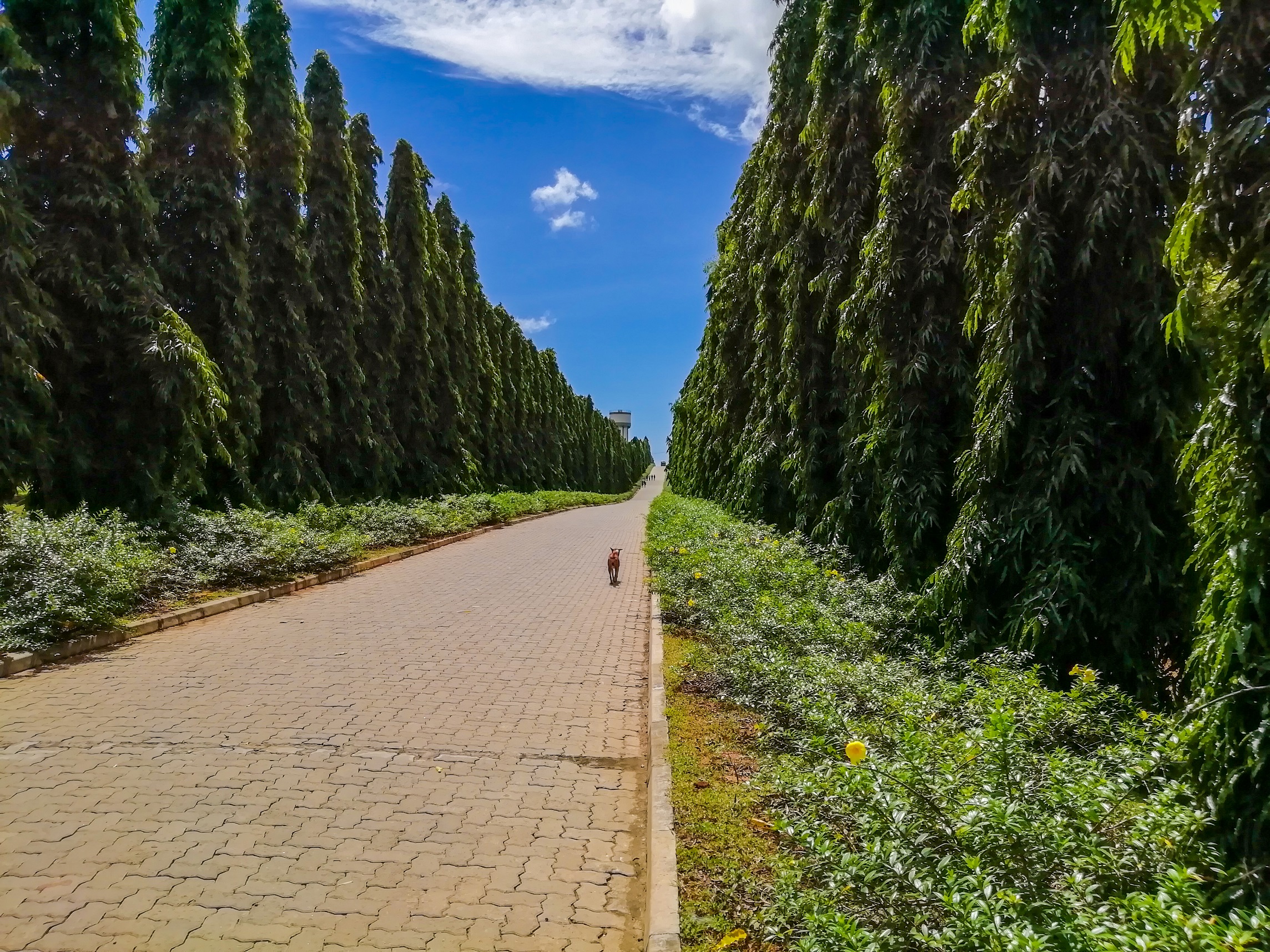 Dry Zone Botanic Gardens Mirijjawila 15