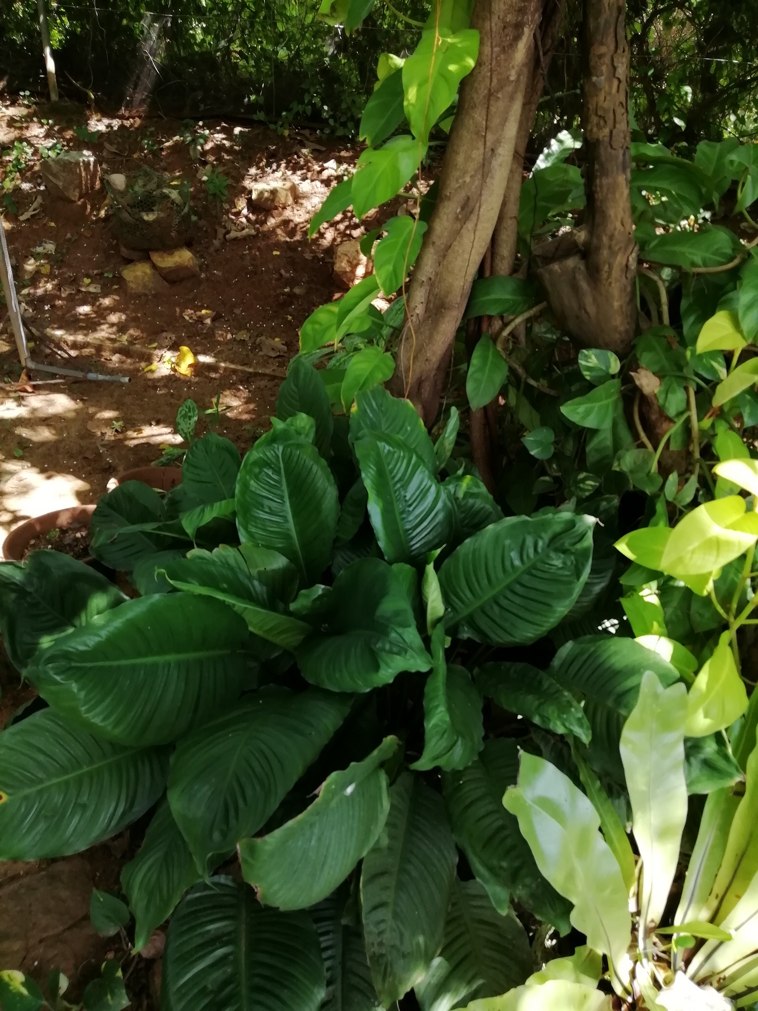 Dry Zone Botanic Gardens Mirijjawila 2