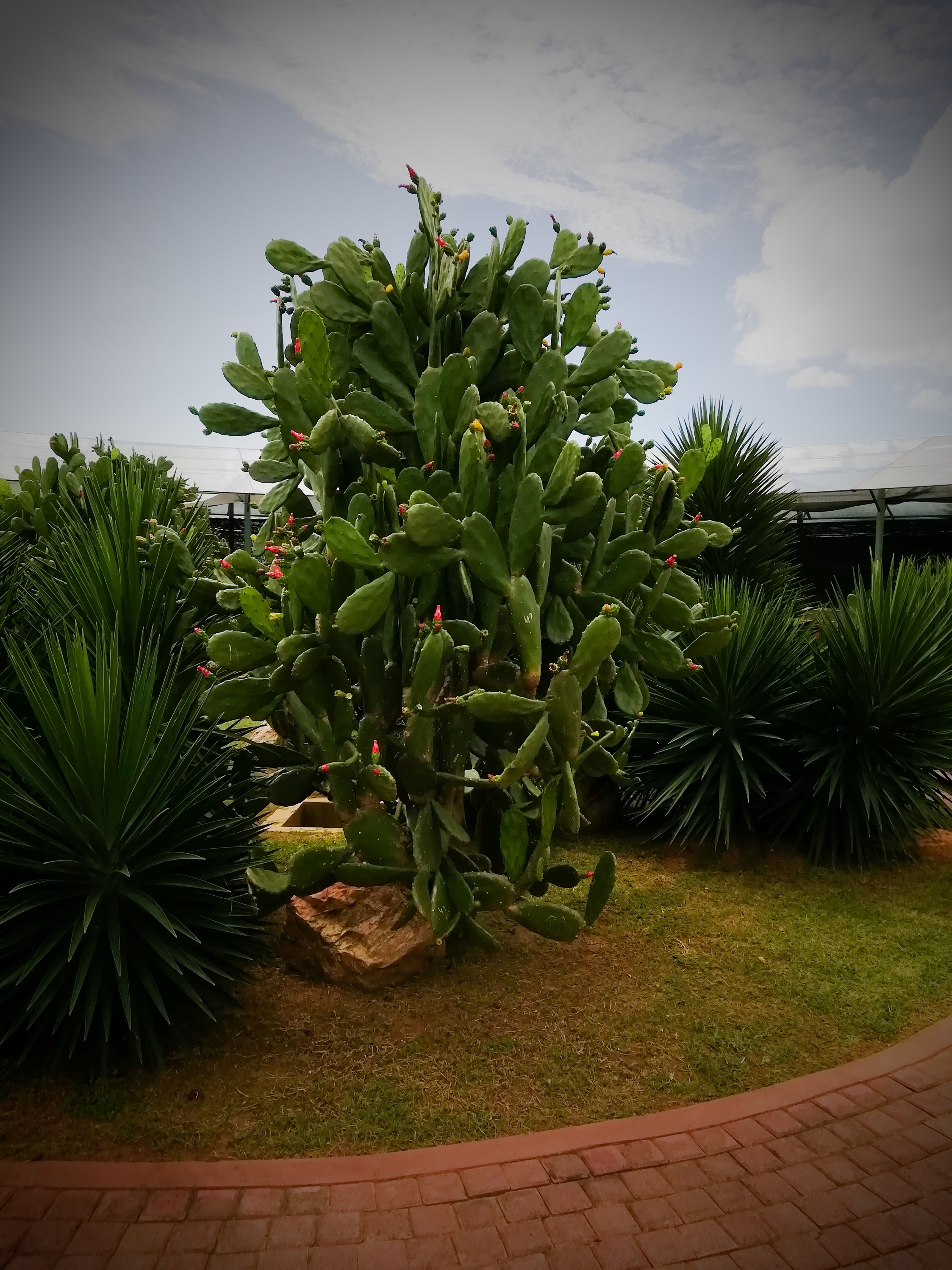 Dry Zone Botanic Gardens Mirijjawila 5