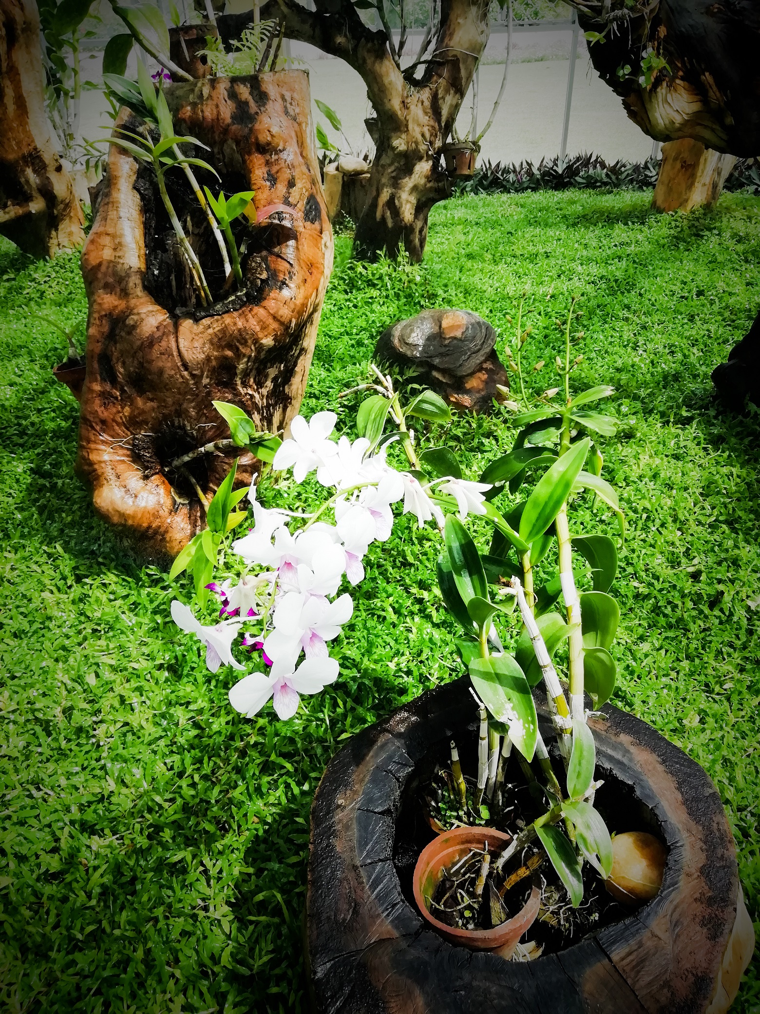 Dry Zone Botanic Gardens Mirijjawila 8