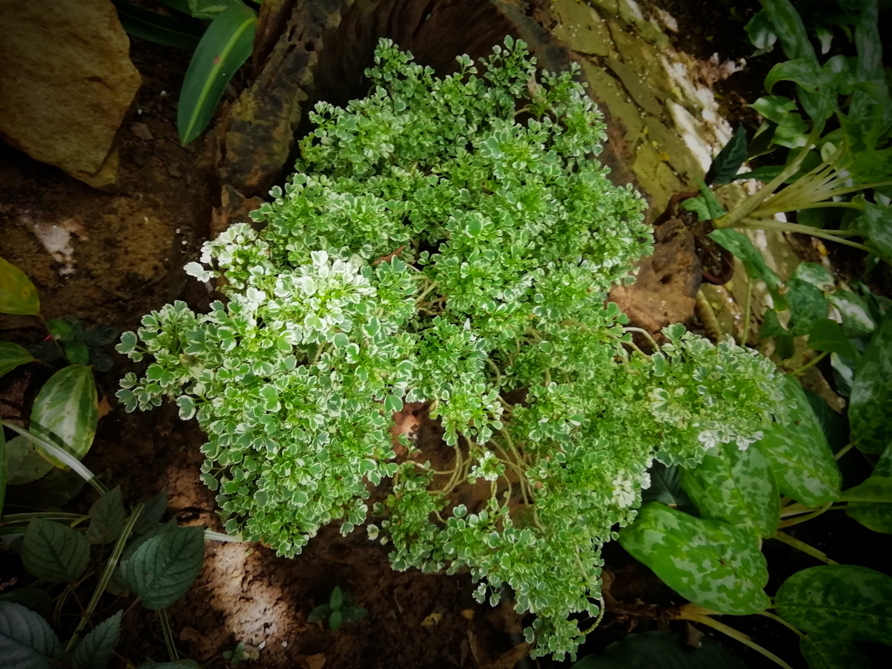 Dry Zone Botanic Gardens Mirijjawila Hambanthota 3