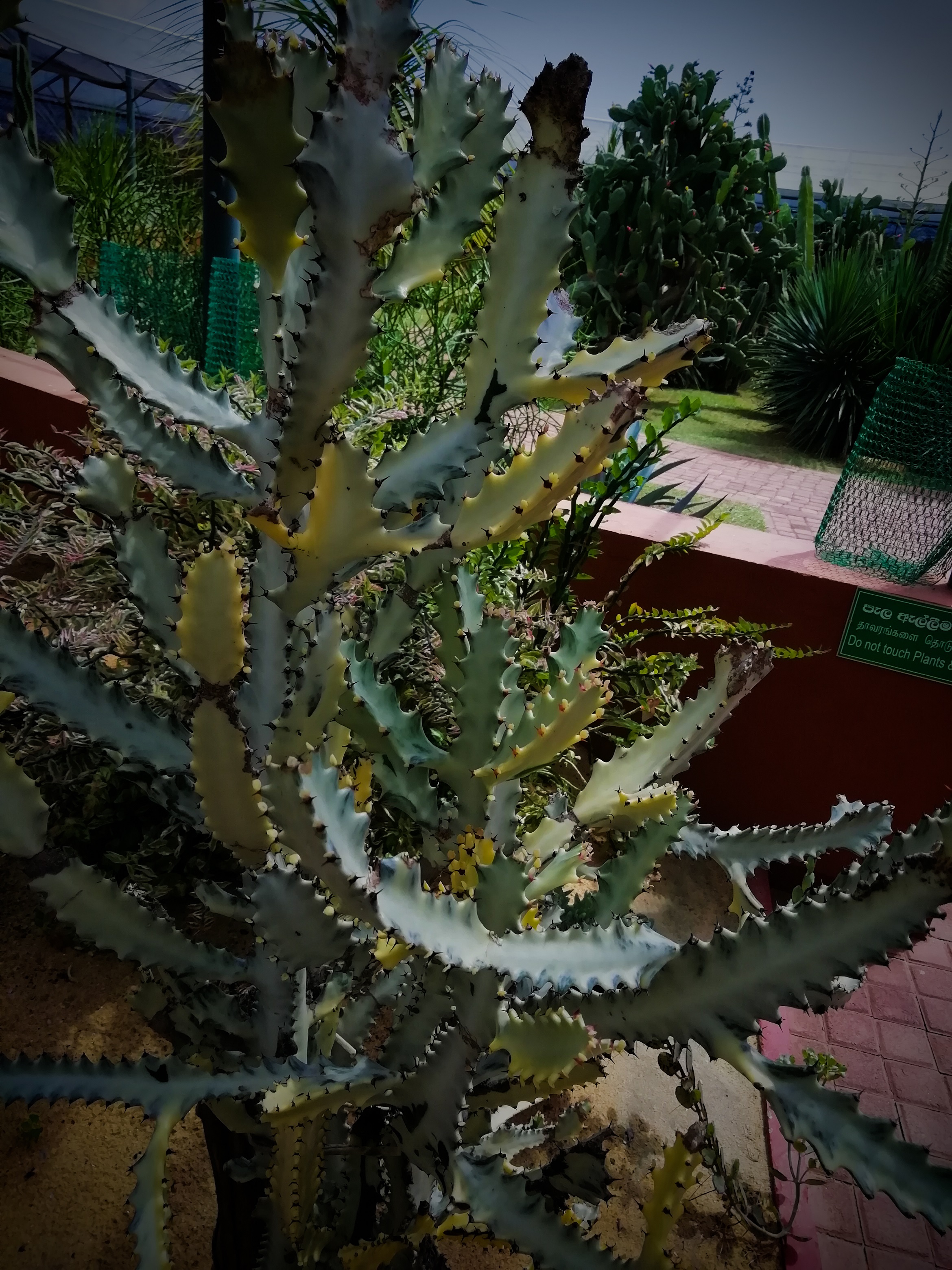 Dry Zone Botanic Gardens Mirijjawila Hambanthota 4