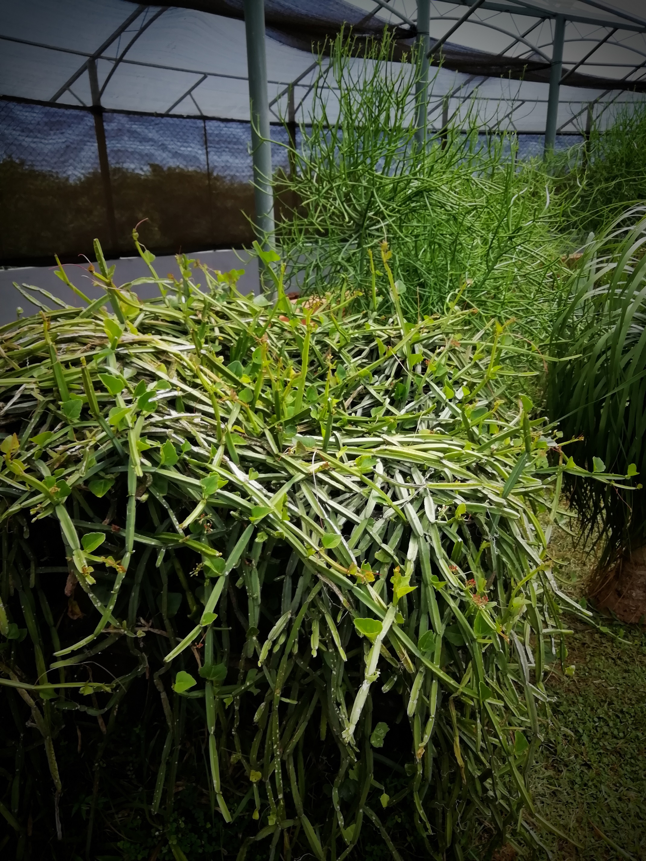Dry Zone Botanic Gardens Mirijjawila Hambanthota 7